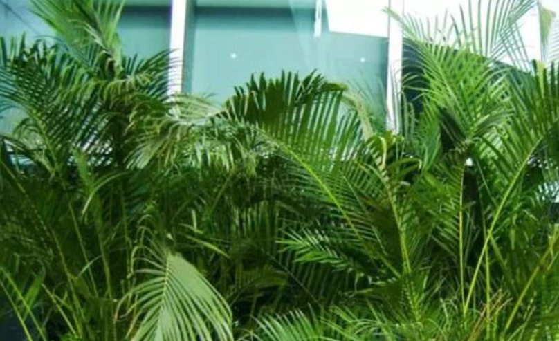 室內降溫植物 室內降溫植物