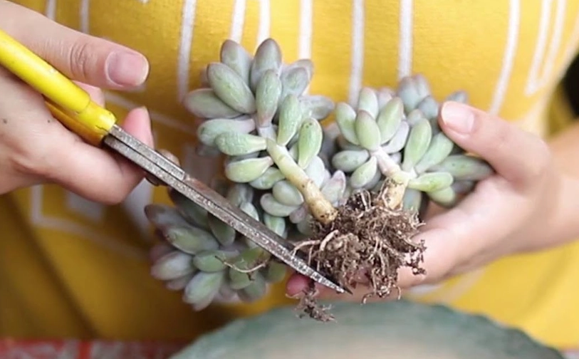 多肉 換盆 修根