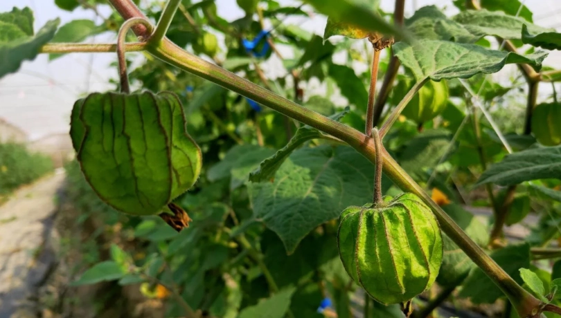 燈籠果種子播種