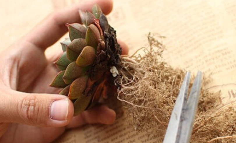 多肉植物 修根