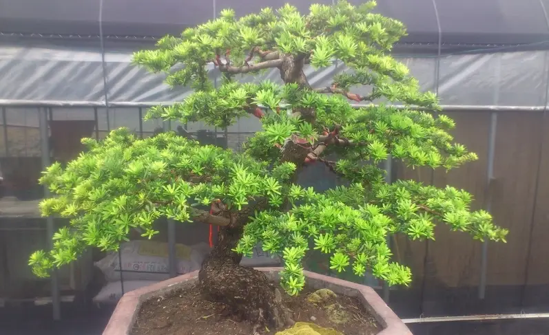 羅漢松修剪技巧