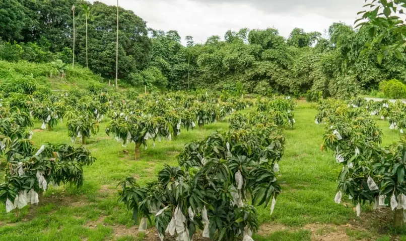 芒果樹矮化修剪
