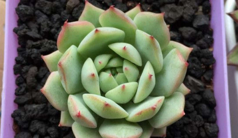 多肉 換盆 修根