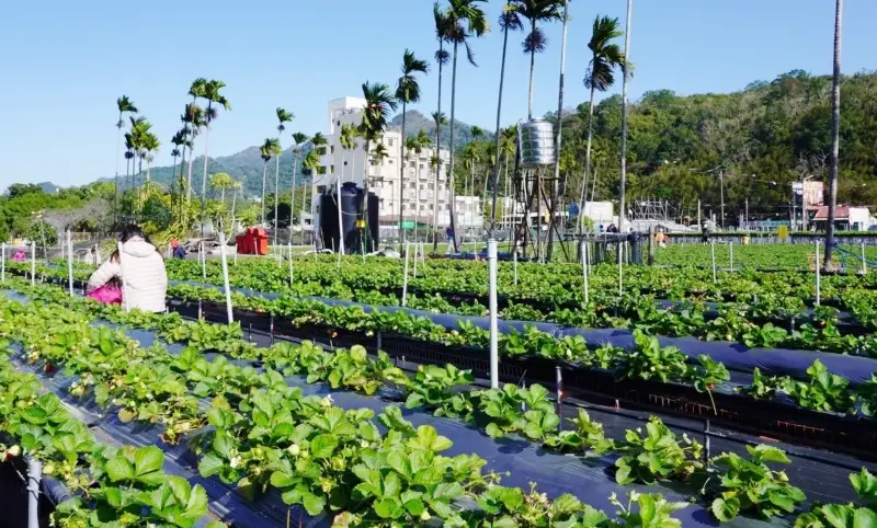 公主草莓園 交通 公主草莓園 交通