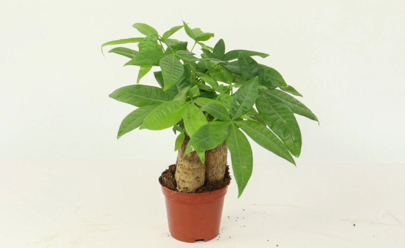 發財樹品種介紹