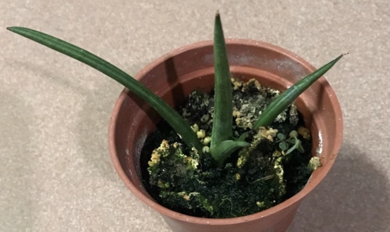 虎尾蘭葉子發黃