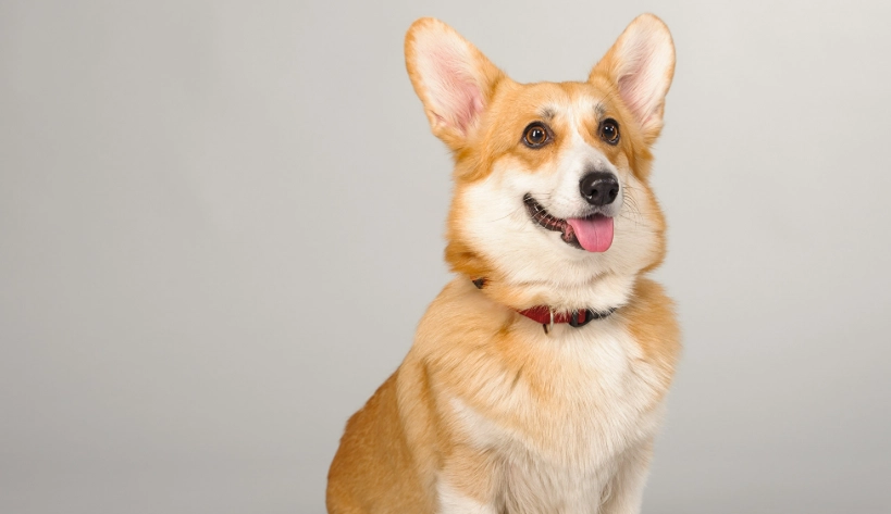 狗 可以 吃 乾百合 嗎