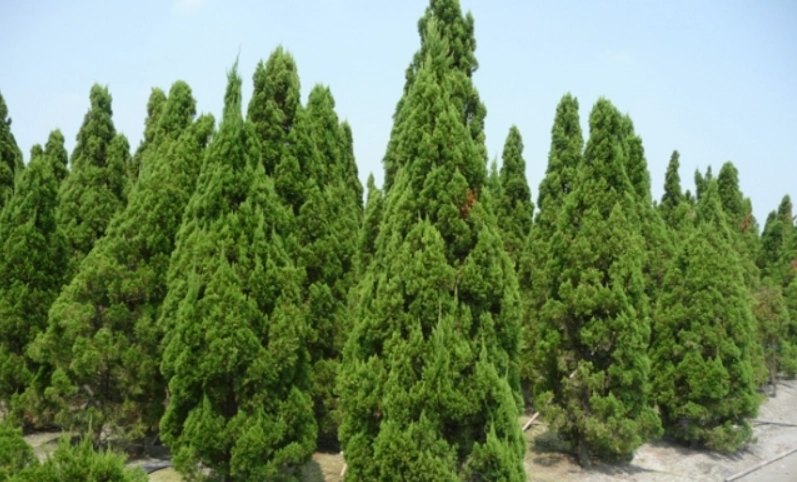 門前種樹風水 門前種樹風水