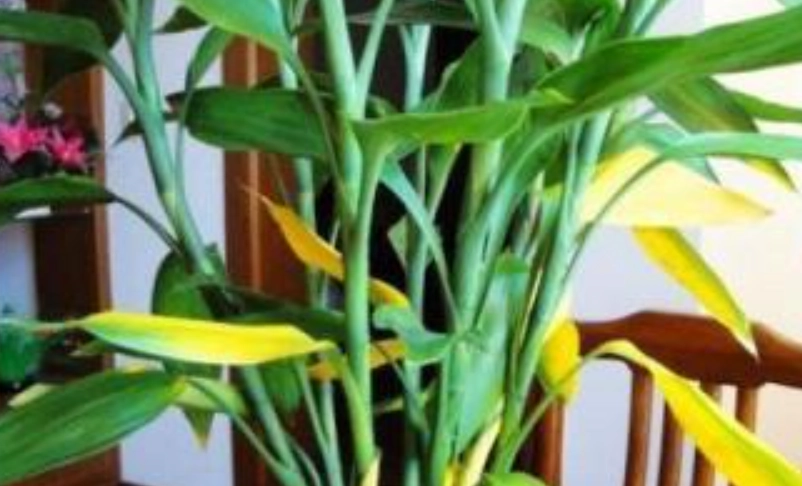 富貴竹葉子變黃