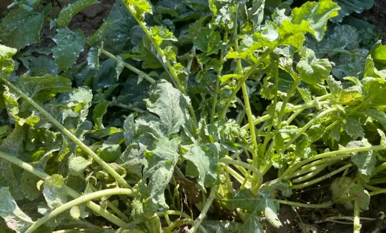 硼對植物的作用