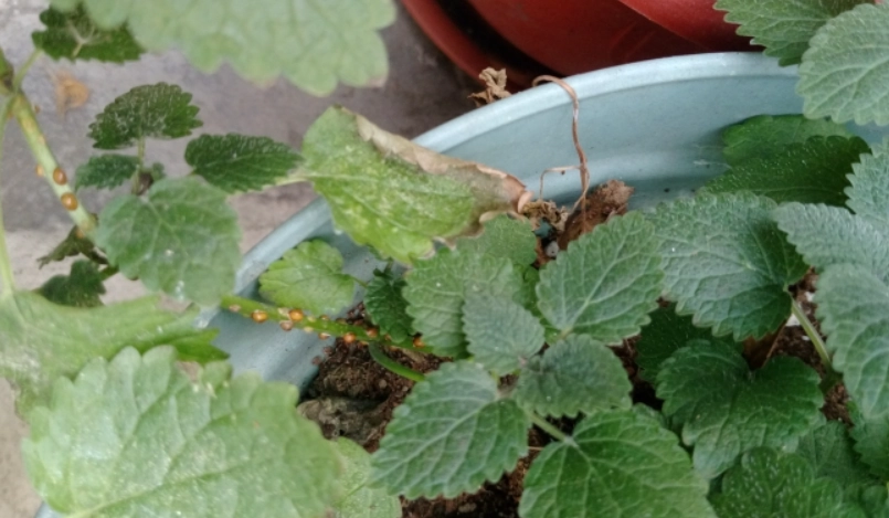 薄荷葉蟎防治 薄荷葉蟎防治