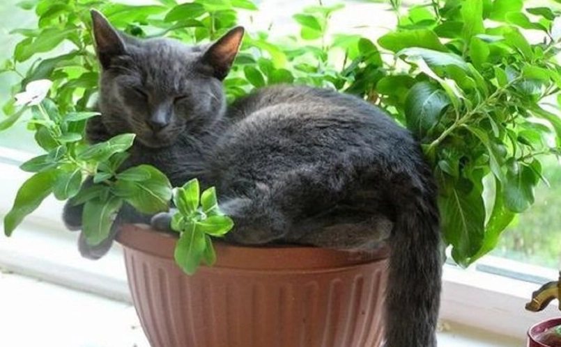 對貓無毒的植物