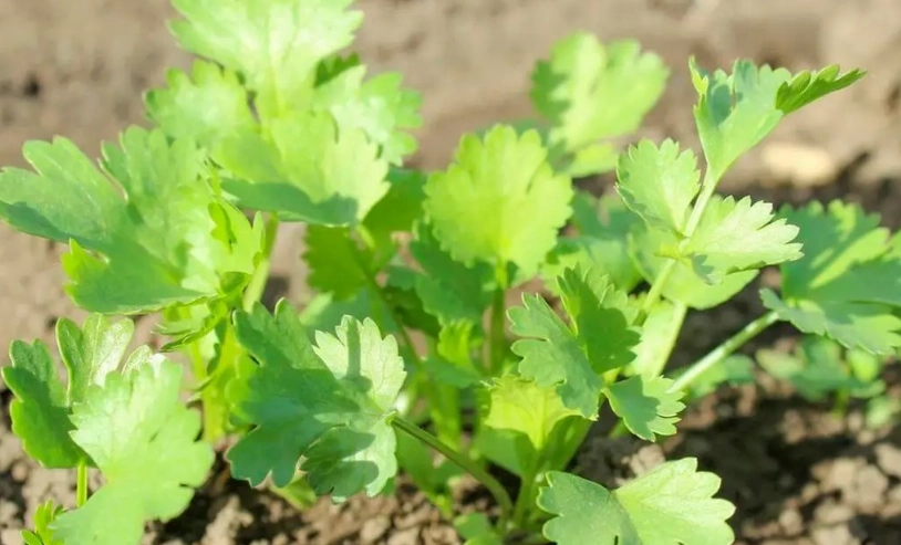 如何防止香菜徒長 如何防止香菜徒長