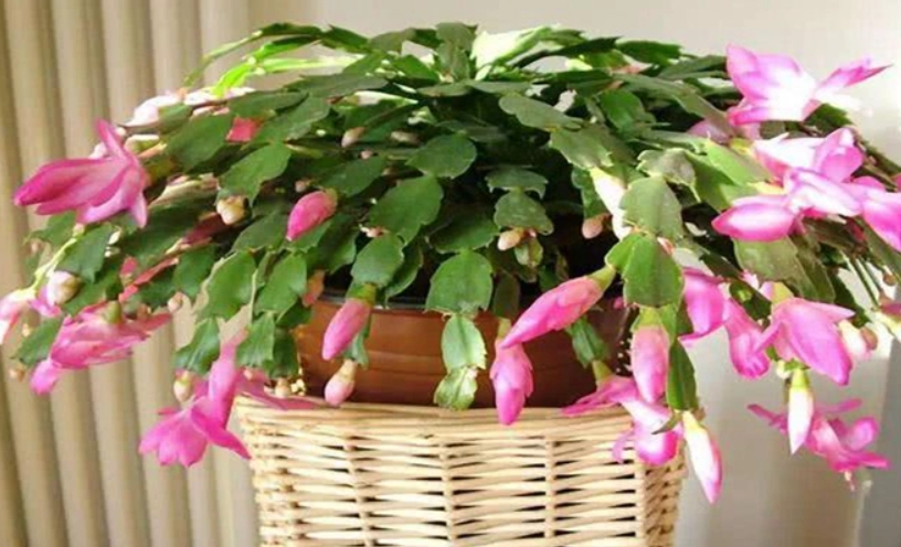 蟹爪蘭如何修剪 蟹爪蘭如何修剪