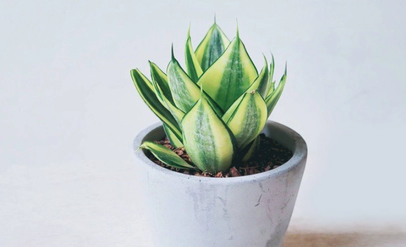 虎尾蘭照顧技巧