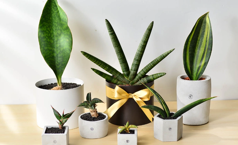 虎尾蘭照顧技巧