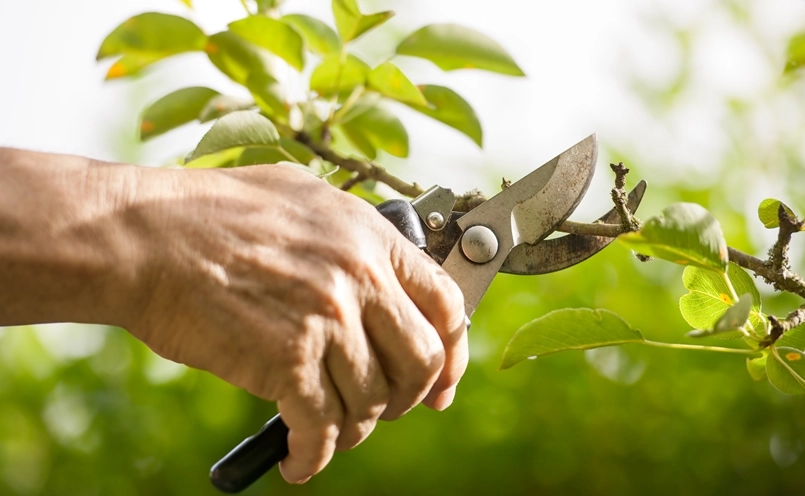 掌握樹木修剪時機：季節、樹種與目的全解析