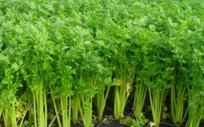 如何防止香菜徒長 如何防止香菜徒長