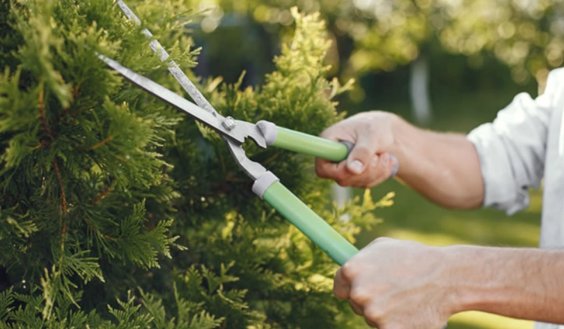 修剪樹木季節 修剪樹木季節