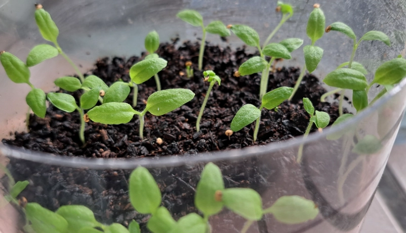 燈籠果種植方法