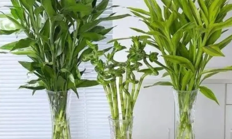 室內植物淨化空氣