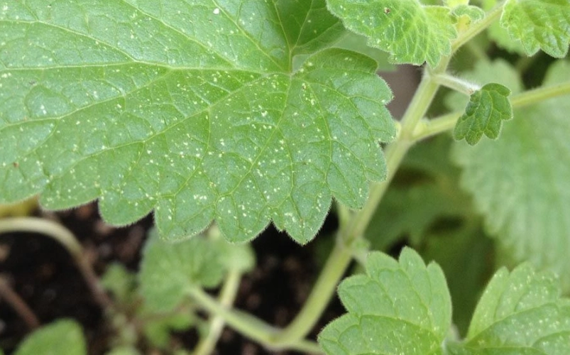 薄荷葉蟎防治 薄荷葉蟎防治