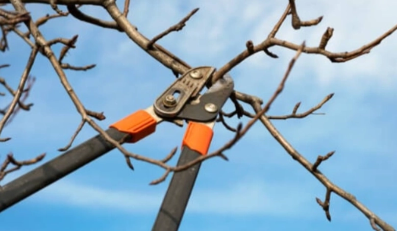 果樹修剪時間 果樹修剪時間