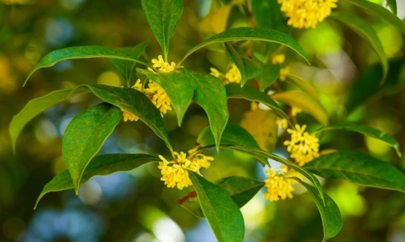 庭院樹種推薦 庭院樹種推薦