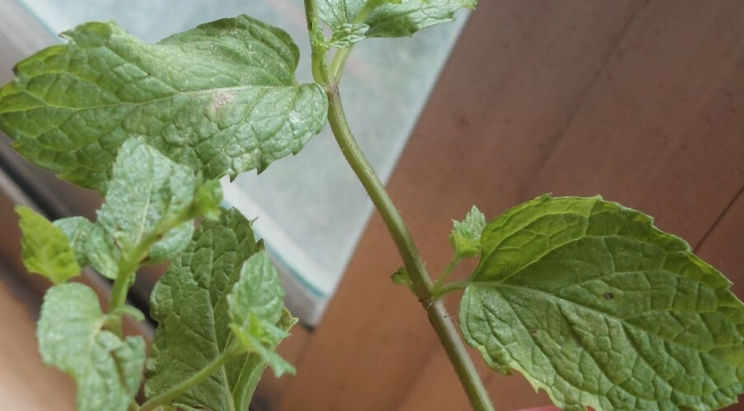 薄荷葉蟎處理方法 薄荷葉蟎處理方法