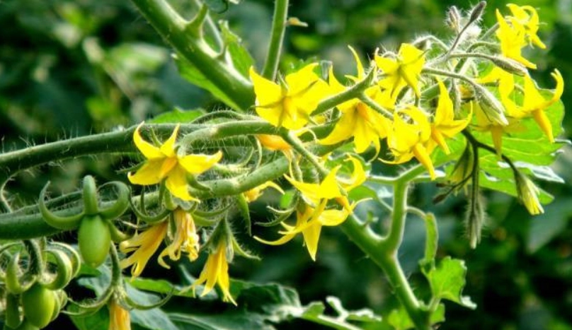 缺硼 症狀 缺硼 症狀