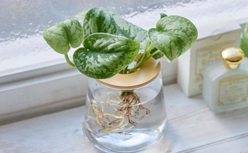 水培植物 水培植物