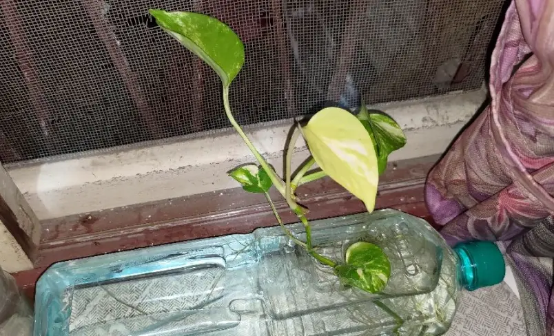 黃金葛 水耕 變黃