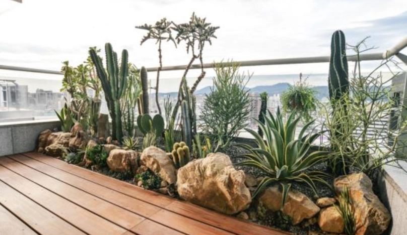 新手陽台植物 新手陽台植物