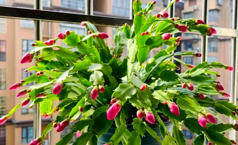 蟹爪蘭修剪時間 蟹爪蘭修剪時間