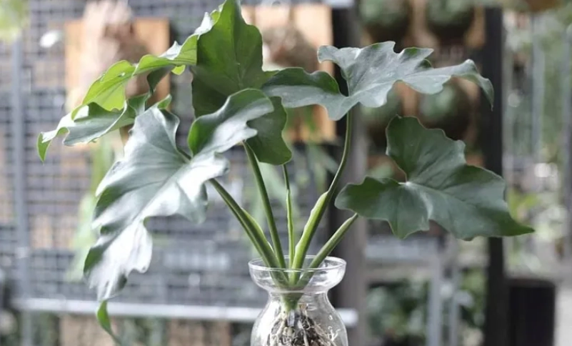 水耕植物照顧 水耕植物照顧