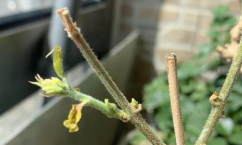 茉莉花葉子變黃