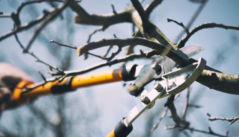修剪樹木季節 修剪樹木季節