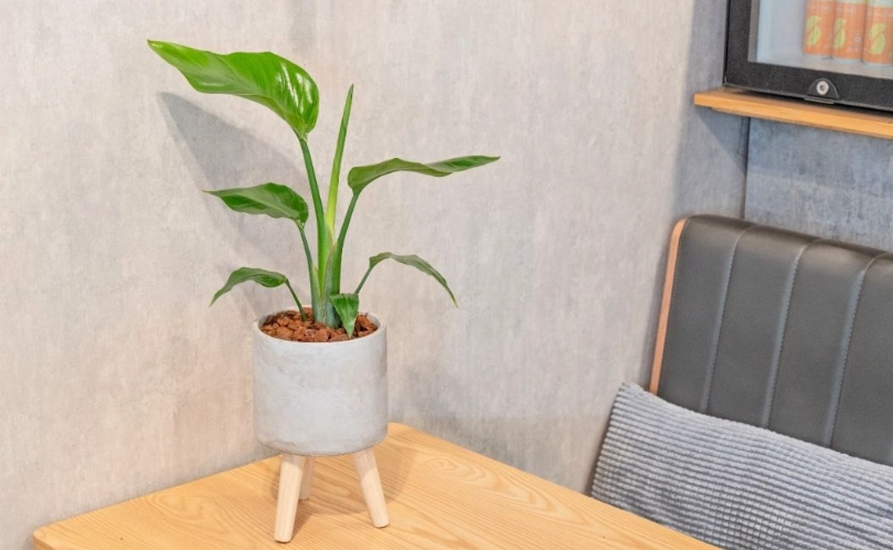 天堂鳥葉子捲曲