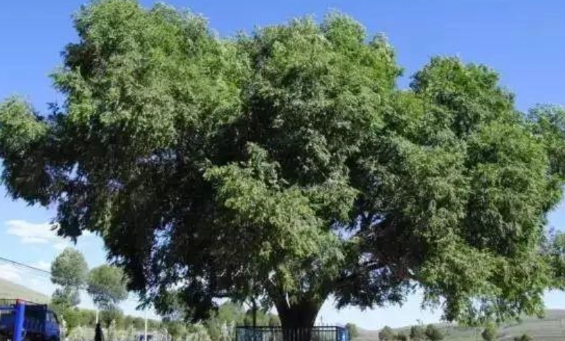 庭院樹種推薦 庭院樹種推薦