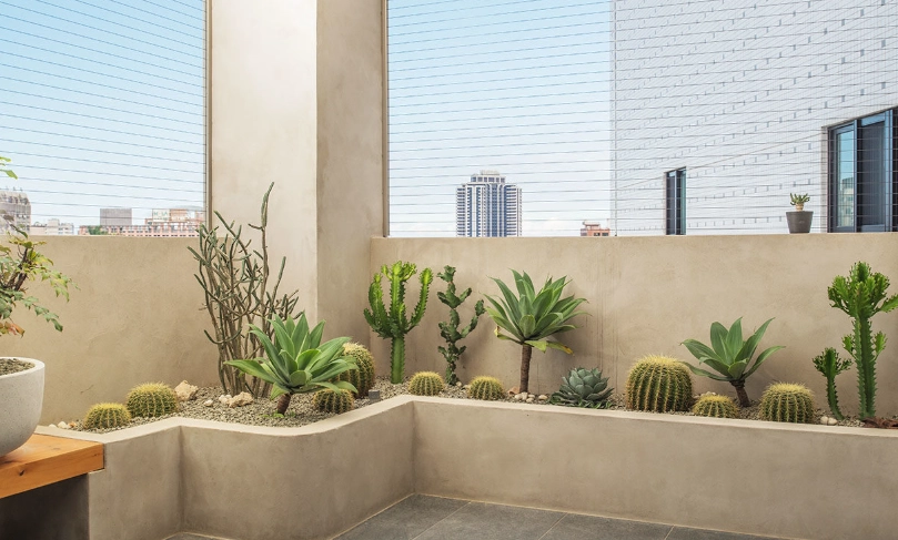 新手陽台植物 新手陽台植物