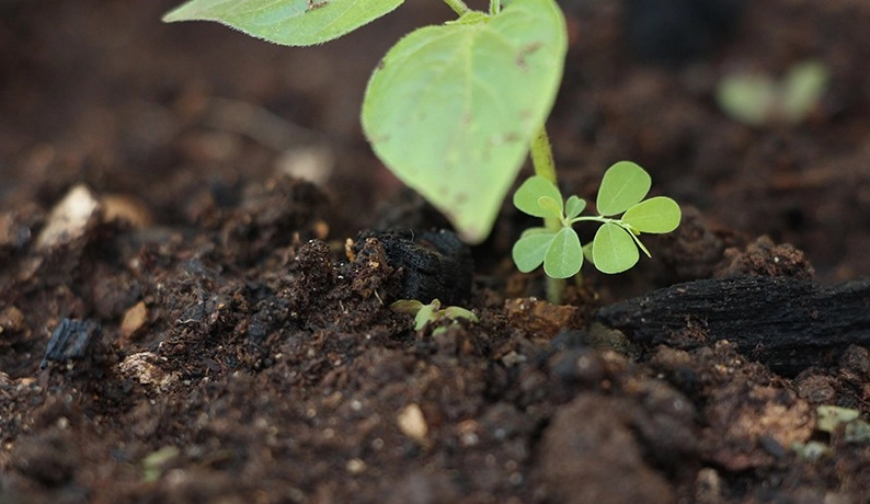 硼肥 使用方法 硼肥 使用方法