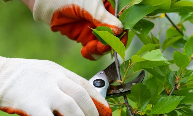 果樹修剪時間 果樹修剪時間