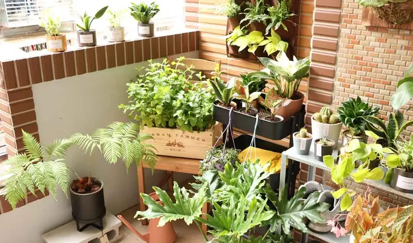 小陽台植物佈置 小陽台植物佈置