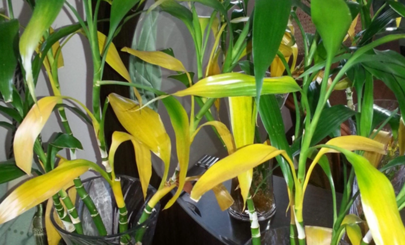 富貴竹葉子變黃