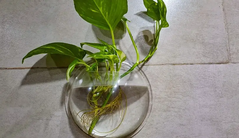 水耕注意事項 水耕注意事項