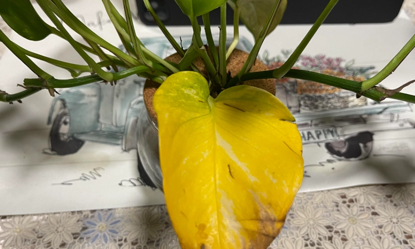 水種黃金葛 葉子變黃