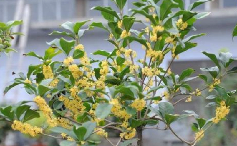 台灣常見門前樹 台灣常見門前樹