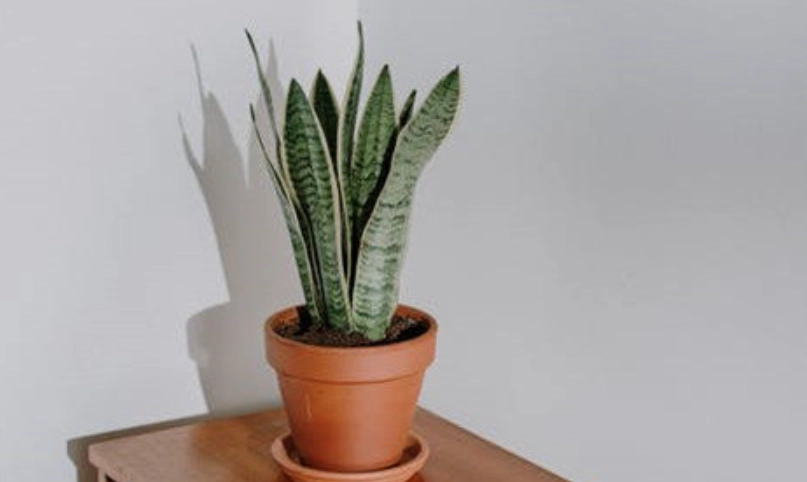 虎尾蘭太高處理 虎尾蘭太高處理