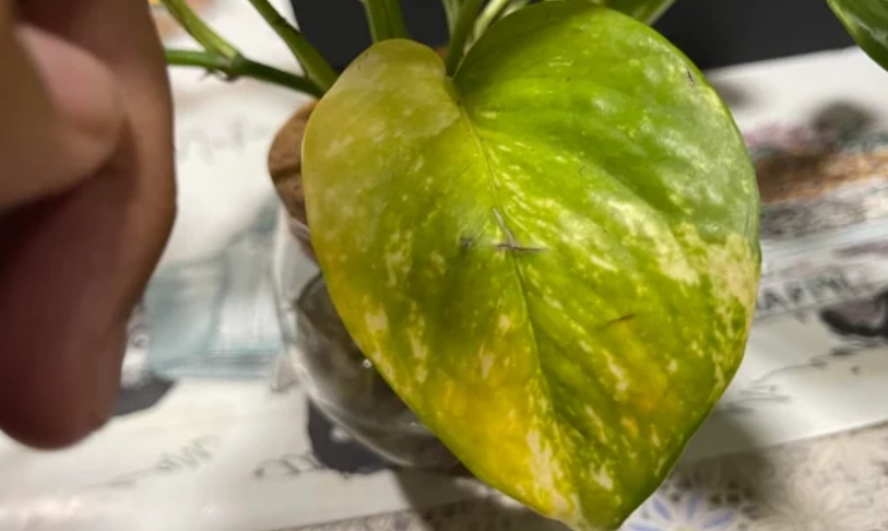 水種黃金葛 葉子變黃