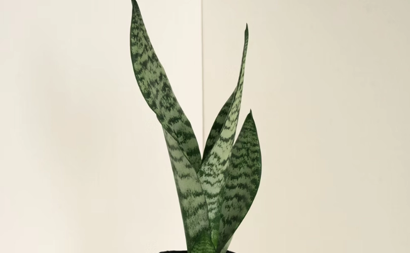 虎尾蘭太高怎麼辦？3招教你安全修剪與矮化